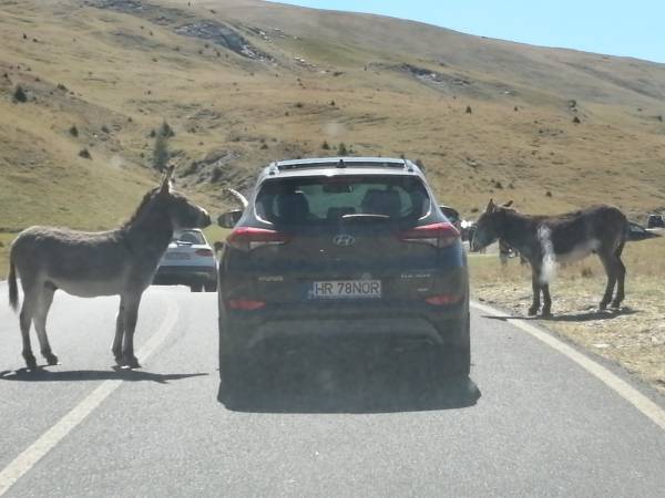 Transzfogaras és Transalpina – utak a felhők fölé