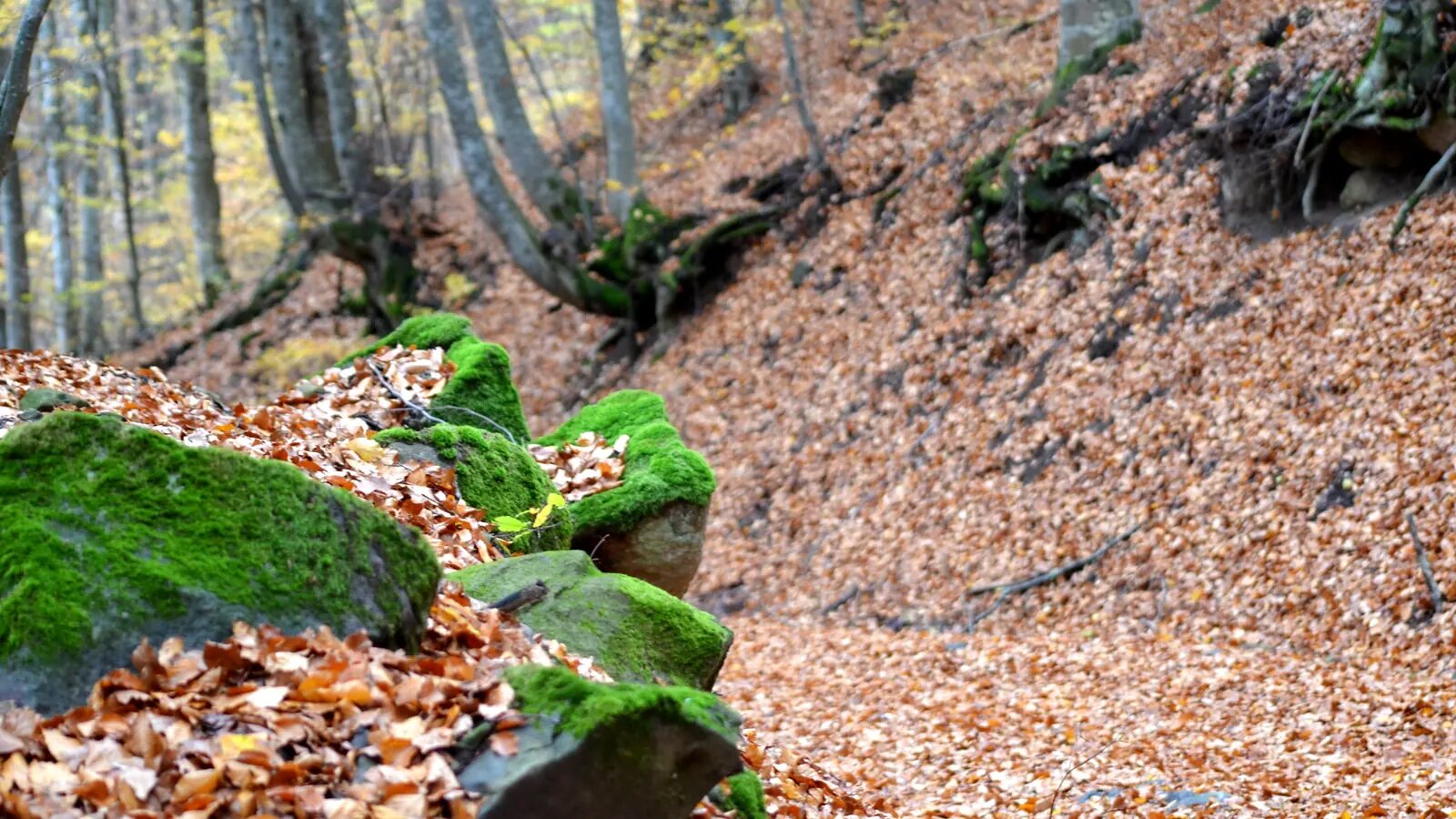 Őszi erdei ösvény a Via Transilvanica közelében